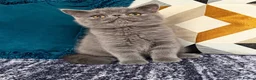 Exotic cats for sale: Exotic Shorthair Kittens For Sale - Advert 29