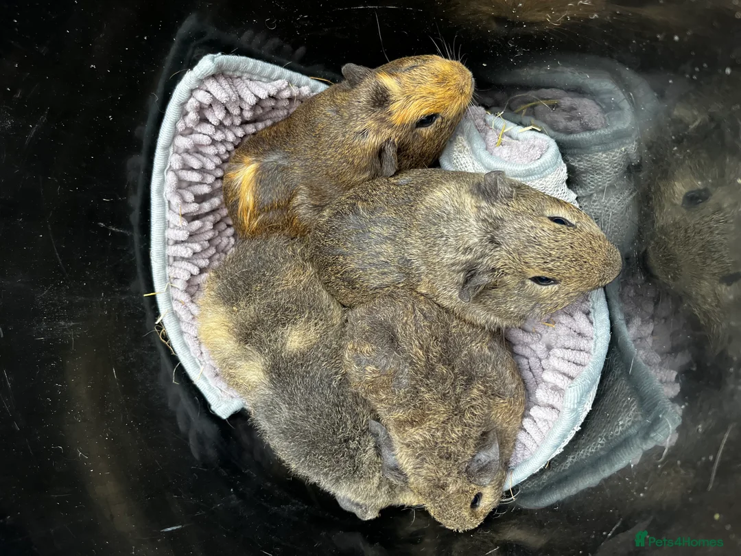 Guinea Pig rodents for sale: Bonded Boar (male) Guinea Pigs - Advert 5