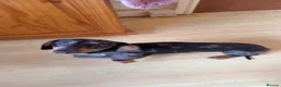 Dachshund dogs for sale: Male dachshund  - Advert 3