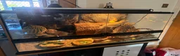 Bearded Dragon reptiles for sale: Bearded dragon and full vivarium setup for sale in Bolton - Advert 3