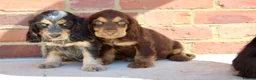 Cocker Spaniel dogs for sale: Quality Show type cocker spaniel puppies  - Advert 18