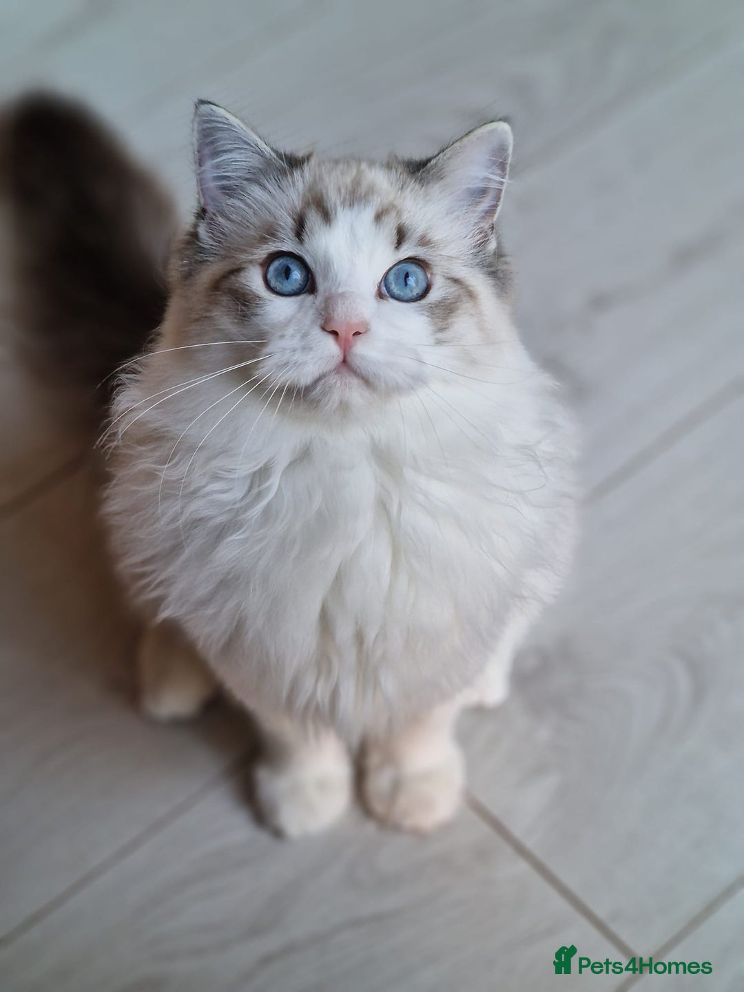 Ragdoll cats for sale: Gccf tica register kittens - Advert 2