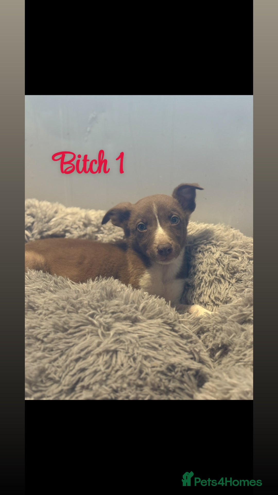 Border Collie dogs for sale: 🐶Beautiful Border Collie Pups 🐶  - Image 5