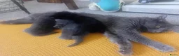 Russian Blue cats for sale: Uniqe russian blue/scottish fold mix - Advert 19