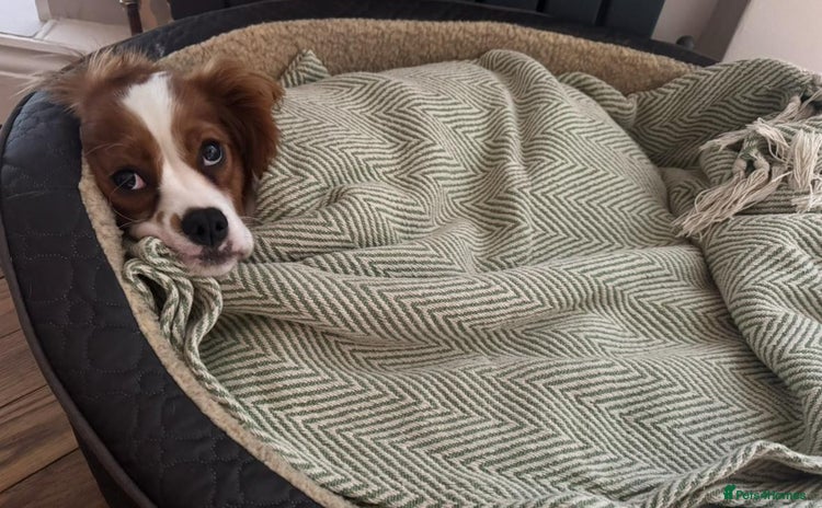 Cavalier King Charles Spaniel dogs Pipper, Cavalier King Charles Female - Advert 15