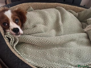 Cavalier King Charles Spaniel dogs Pipper, Cavalier King Charles Female - Advert 4