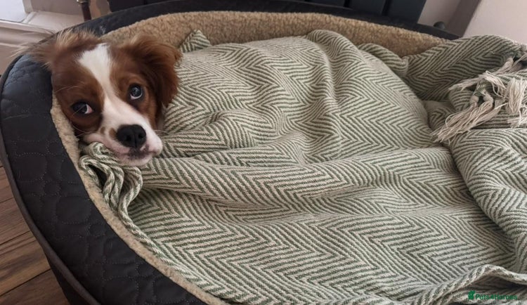 Cavalier King Charles Spaniel dogs Pipper, Cavalier King Charles Female - Advert 1