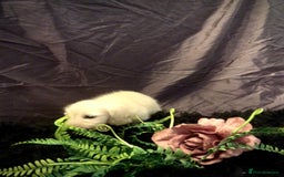 Miniature Dachshund dogs for sale: English Cream miniature dachshund  - Advert 32