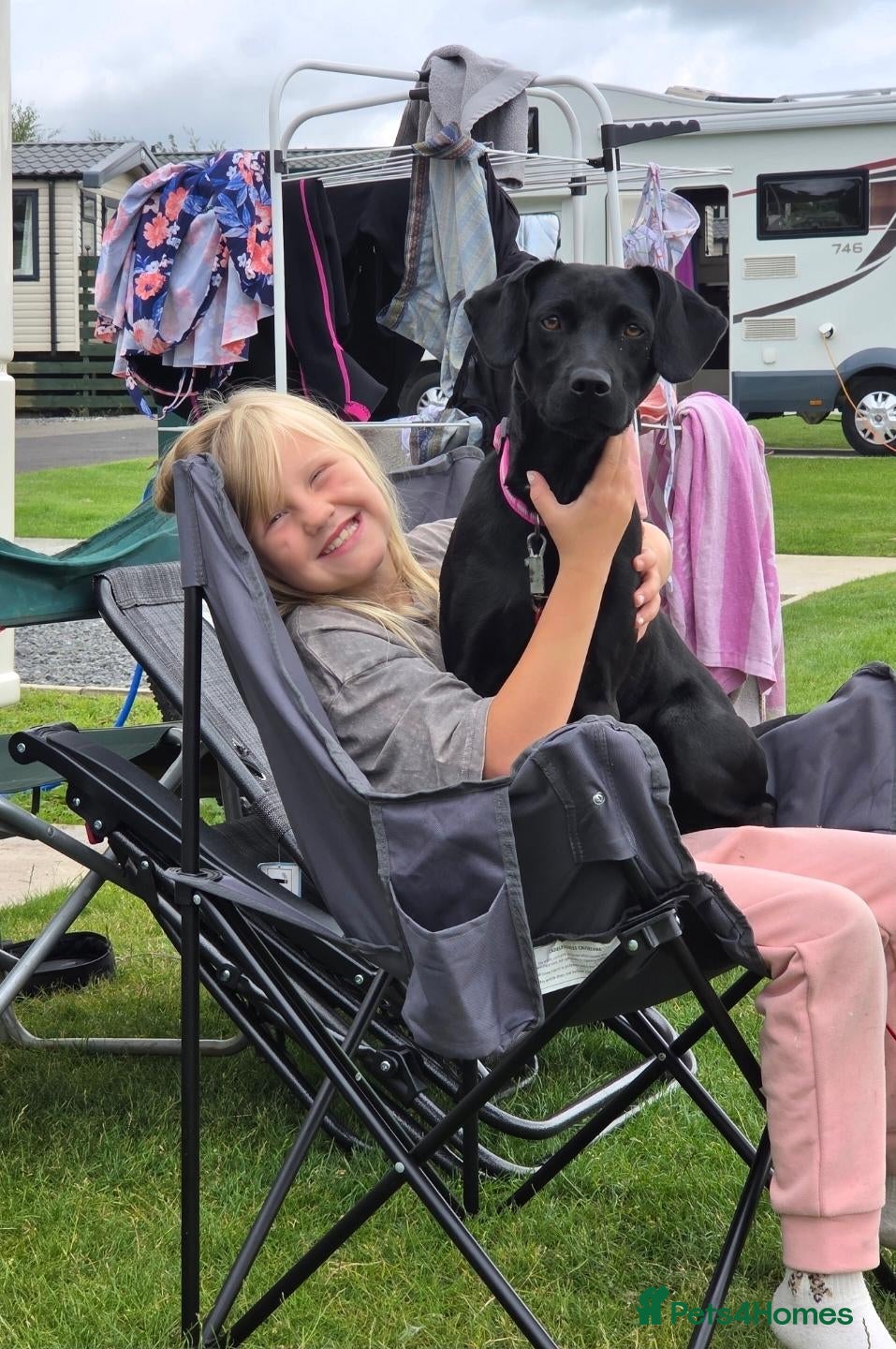 Mixed Breed dogs Black lad x patterdale 2years old - Advert 1