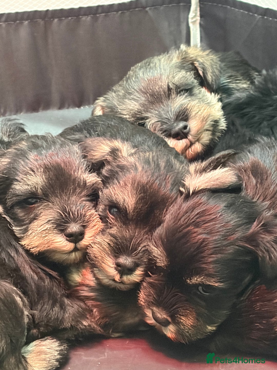 Miniature Schnauzer dogs for sale: Miniature schnauzers  - Advert 2