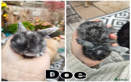 Mini Lop rabbits for sale: Stunning mini lops for reserve  - Image 4