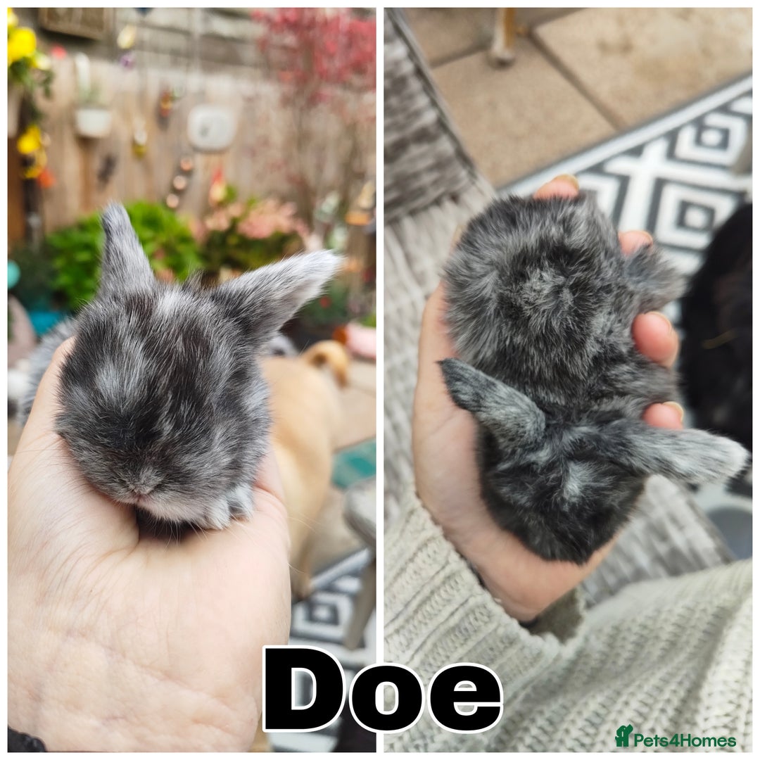 Mini Lop rabbits for sale: Stunning mini lops for reserve  - Image 4