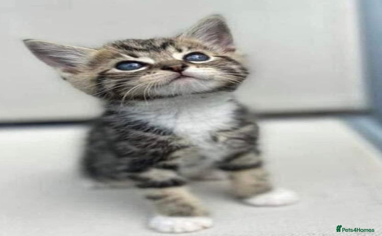 Mixed Breed cats - Advert 1