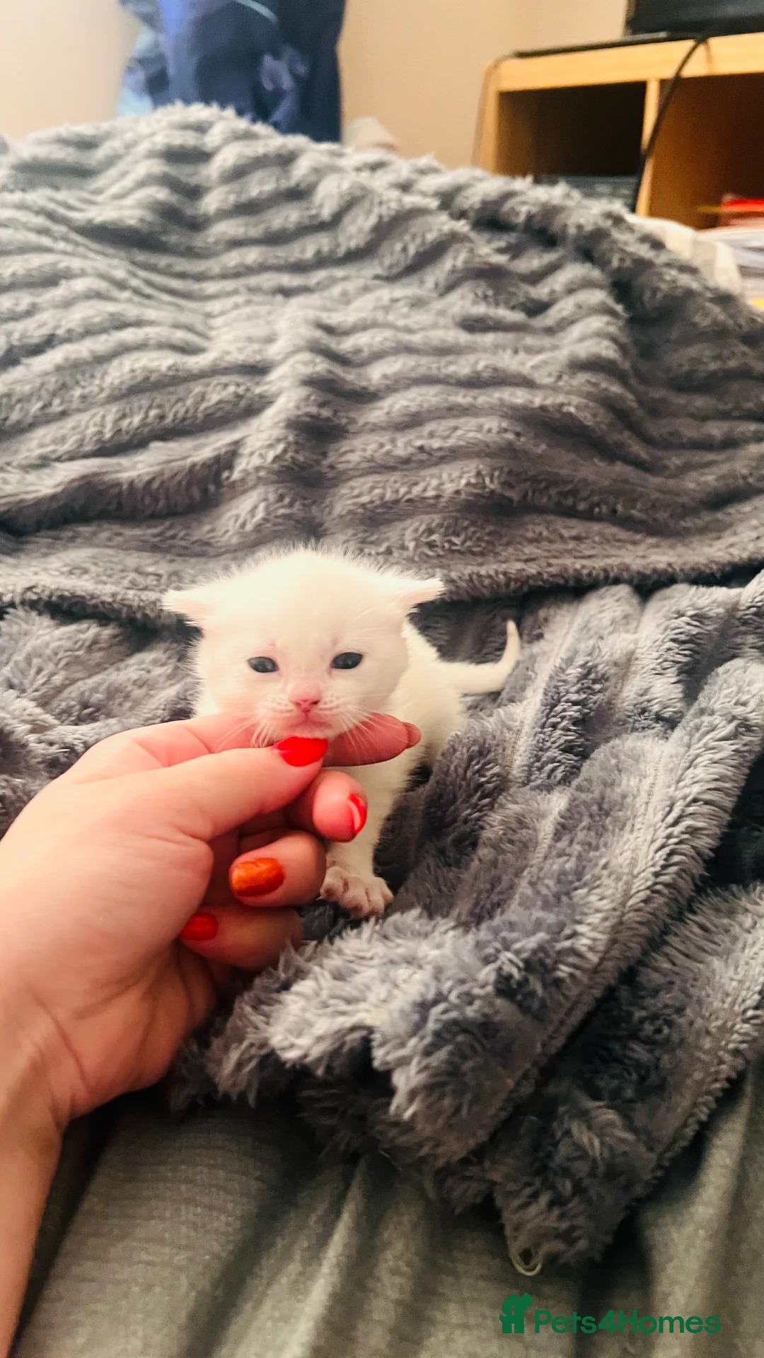 Mixed Breed cats for sale: 3 beautiful baby girls available  - Advert 1