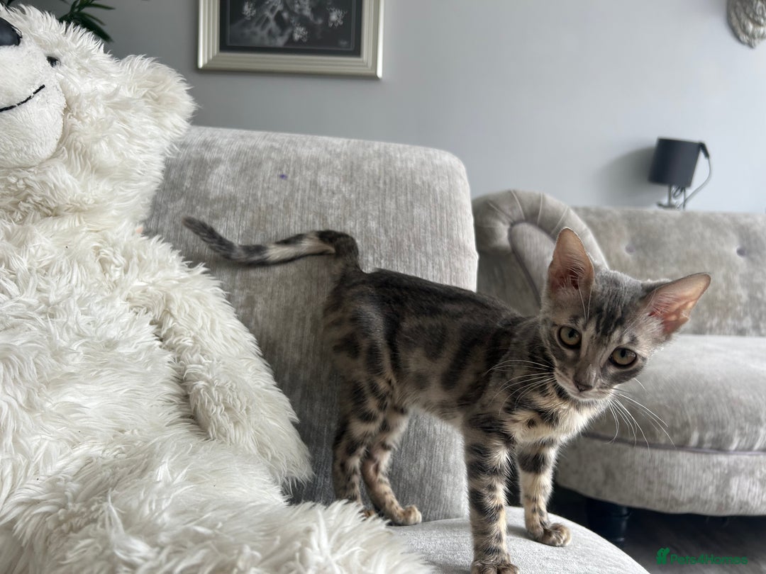 Bengal cats for sale: Adorable Female Blue Bengal Kitten TICA REG - Image 6