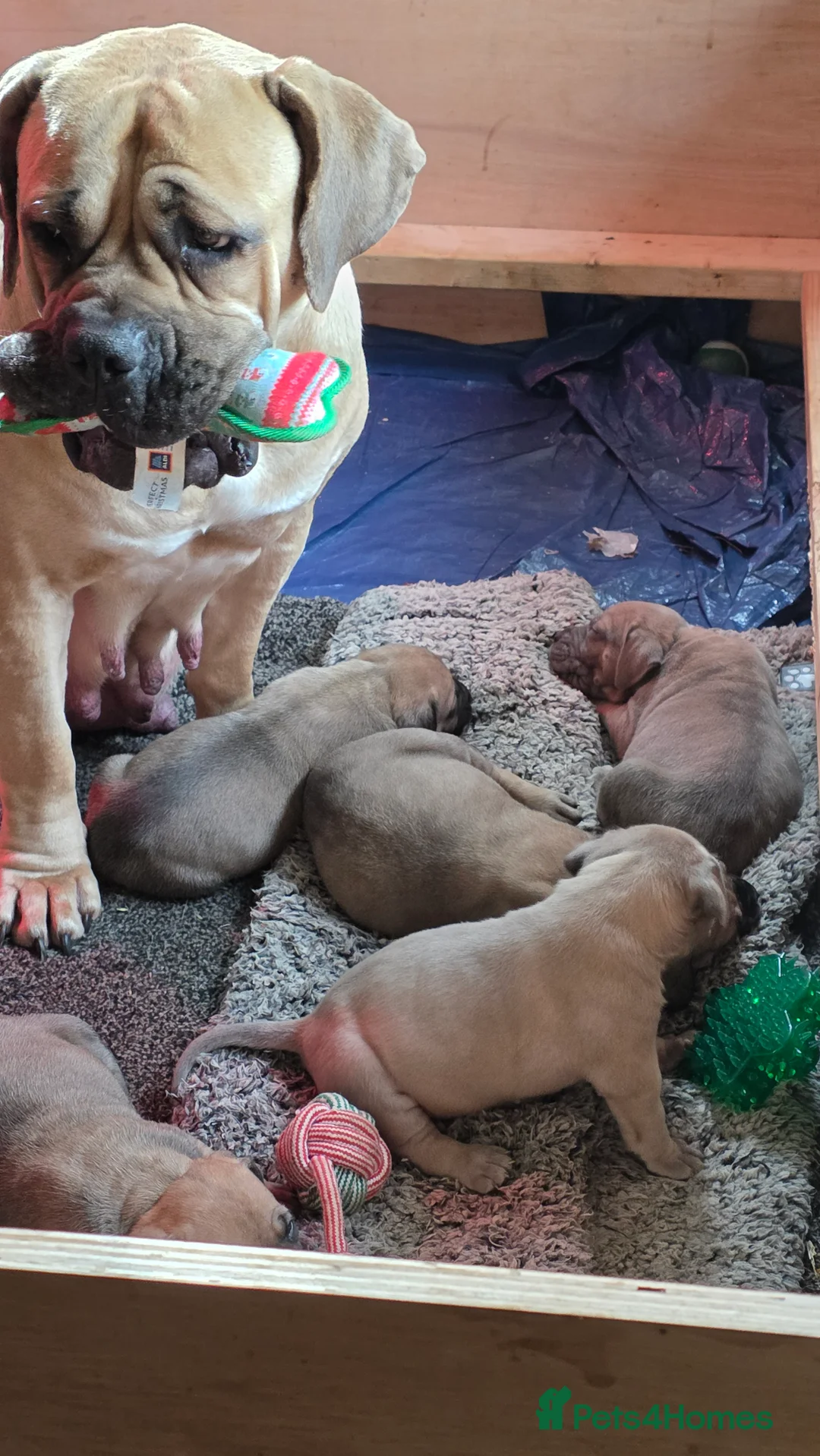 Boerboel dogs for sale: SABBS REGISTERED PARENTS  - Advert 2