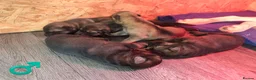 Mixed Breed dogs for sale: German Shepherd x Husky/Northern Inuit Puppies - Advert 3