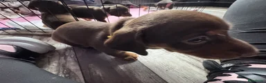 Miniature Dachshund 4