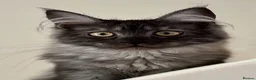 Maine Coon cats for sale: Beautiful GCCF Registered Maine Coon Kittens - Advert 10