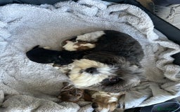 Havanese dogs for sale: Four beautiful Havanese  - Image 7