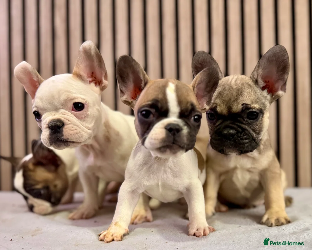 French Bulldog dogs for sale: KC REGISTERED FRENCH BULLDOG 🐶 - Advert 6
