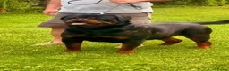 Rottweiler dogs for sale: Rottweiler Puppies  - Advert 2