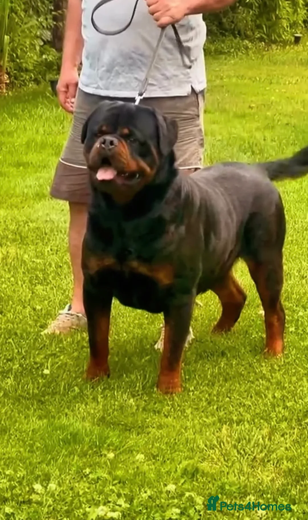 Rottweiler dogs for sale: Rottweiler Puppies  - Advert 2
