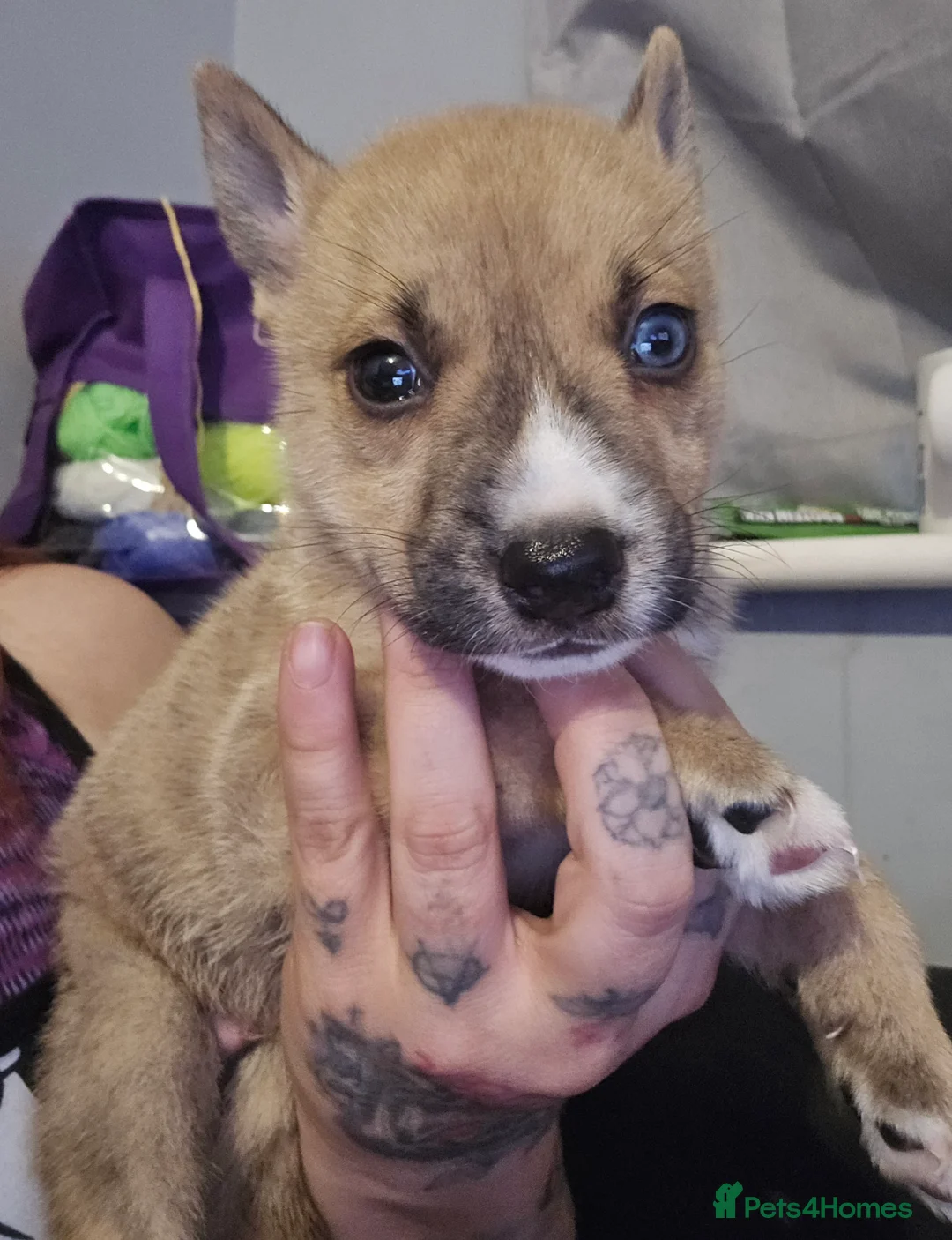 Mixed Breed dogs for sale: Husky cross  - Advert 4