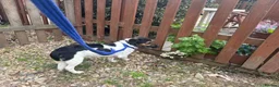 Mixed Breed dogs for adoption: Gumbo - Norwich Norfolk  - Advert 2