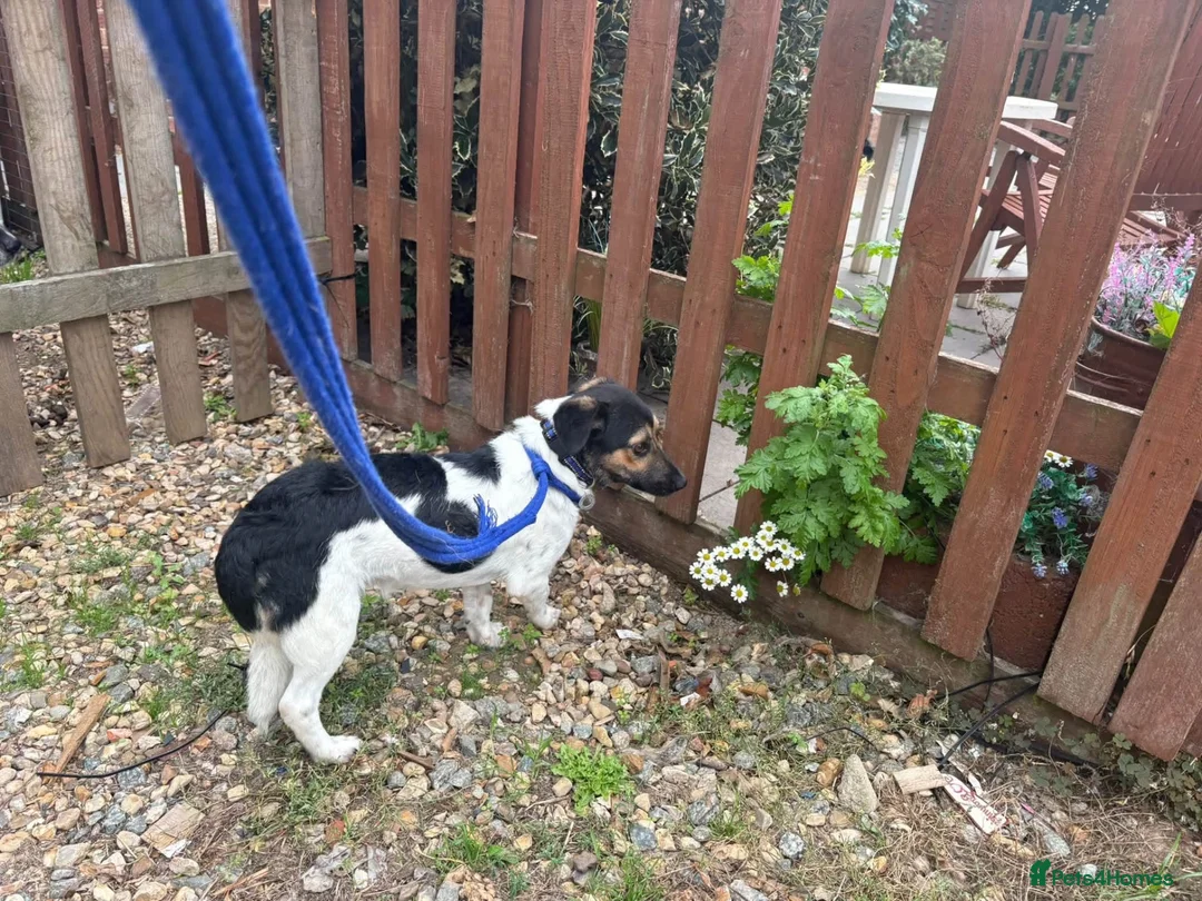 Mixed Breed dogs for adoption: Gumbo - Norwich Norfolk  - Advert 2