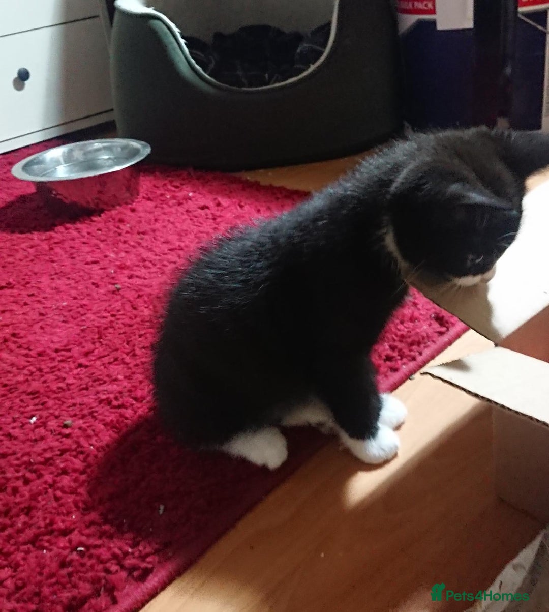 Mixed Breed cats for sale: Beautiful litter of 5 kittens 3 girls 2 boys - Advert 23