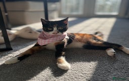 British Shorthair cats for sale: Luna  - Image 1