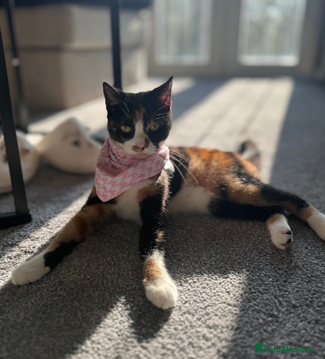 British Shorthair cats for sale: Luna  - Image 1