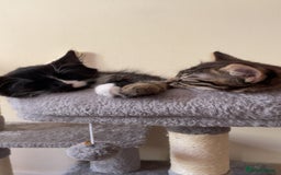 Mixed Breed cats for sale: Mixed breed black and white kitten  - Image 2