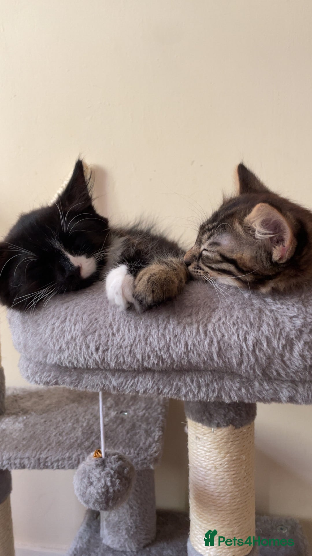 Mixed Breed cats for sale: Mixed breed black and white kitten  - Image 2