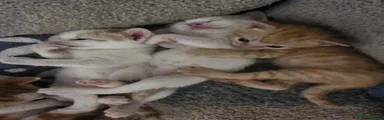 Mixed Breed 6
