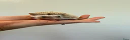 Pygmy Hedgehog rodents for sale: Hoglets available for reservation  - Advert 2