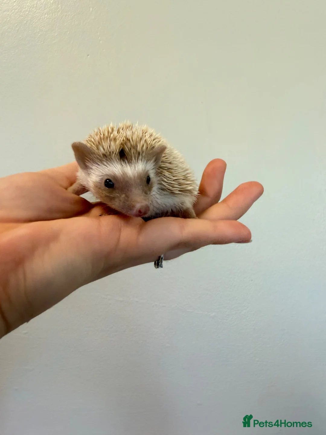 Pygmy Hedgehog rodents for sale: Hoglets available for reservation  - Advert 2
