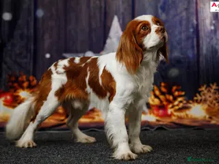 Cavalier King Charles Spaniel dogs Imported Blenheim Cavalier Stud 0% Co-ef! in Sutton Coldfield - Advert 4