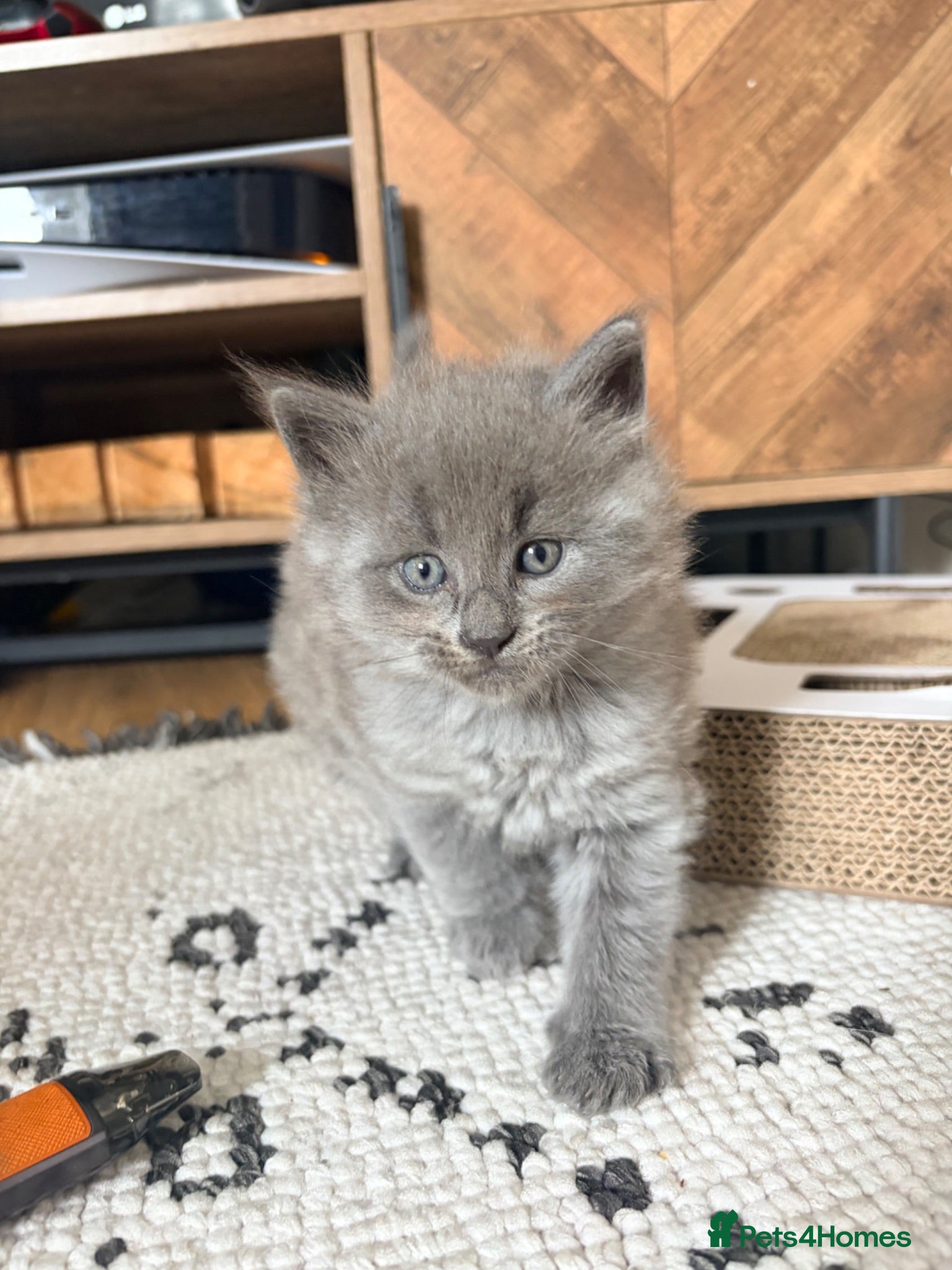 Maine Coon cats Maine coon boy 🤍 - Advert 13