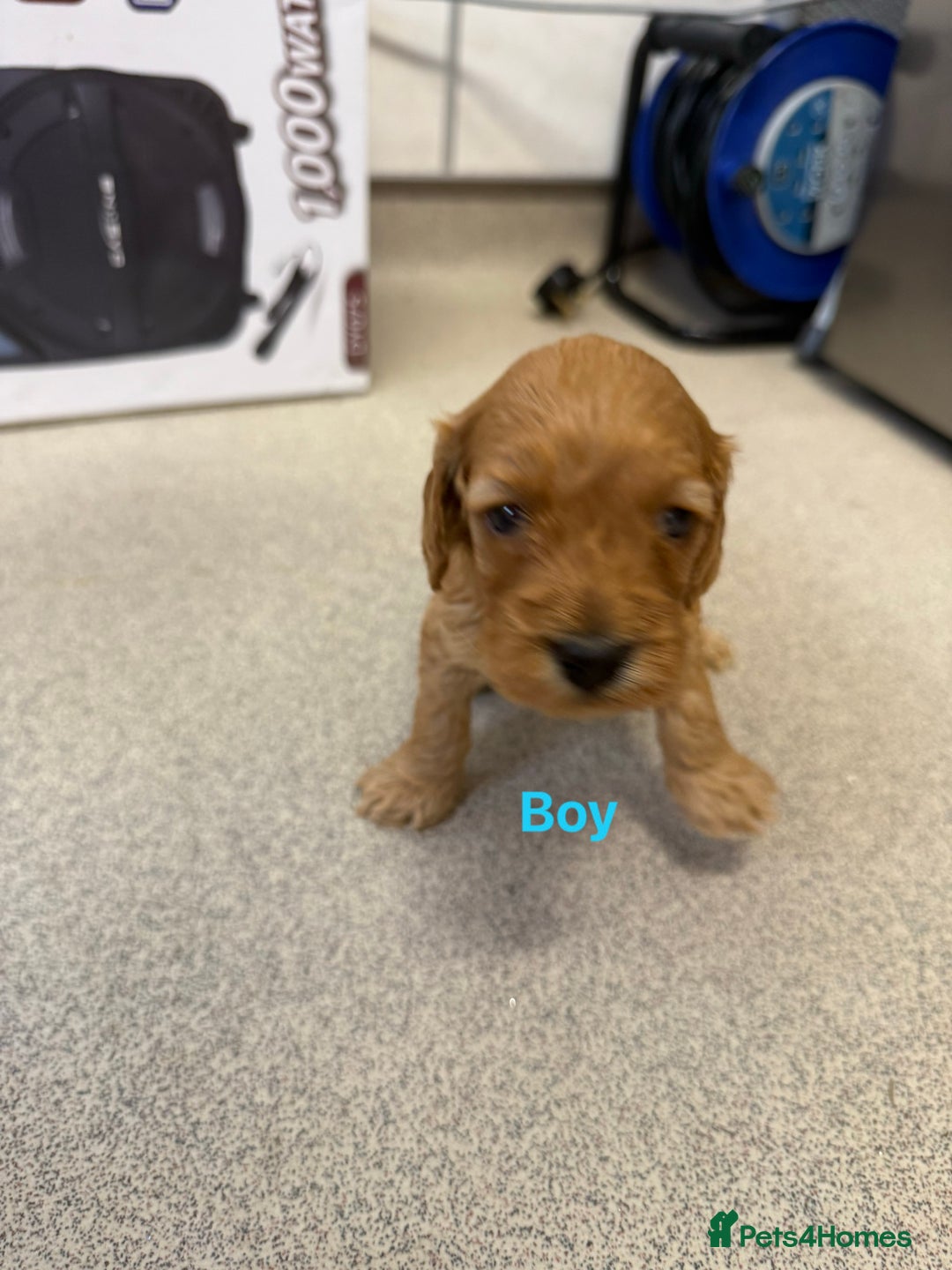 Cockapoo dogs for sale: 6 F1 cockapoo puppies 💕💙 - Image 6