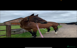 English Thoroughbred horses for sale: 15.3/4 16 year old tb mare  - Image 1