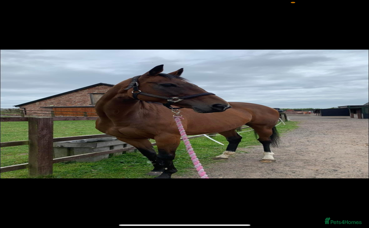 English Thoroughbred horses - Advert 1