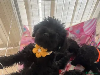 Mixed Breed dogs 🐾🐶Adorable Cavaschnauzer Pups 🐶🐾 - Advert 1