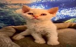 Selkirk Rex cats for sale: Gorgeous Selkirk Rex kittens - Image 5