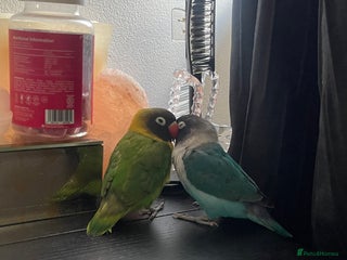 Lovebirds birds - Advert 8