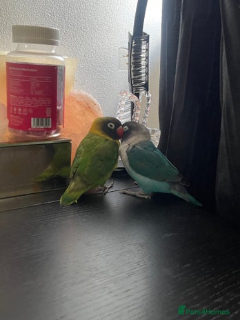 Lovebirds birds - Advert 1