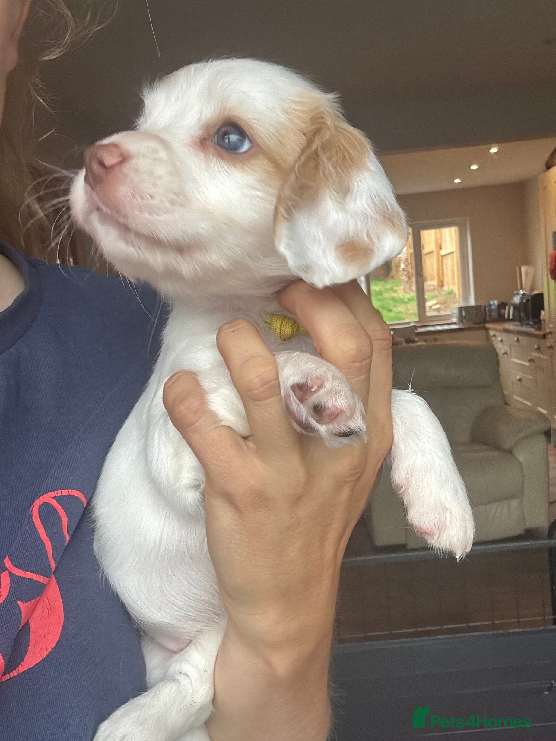 Sprocker dogs Gorgeous Sprocker Spaniel Puppies - Advert 2