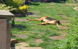 Mixed Breed dogs for sale: Baxter needs loving home  - Image 8