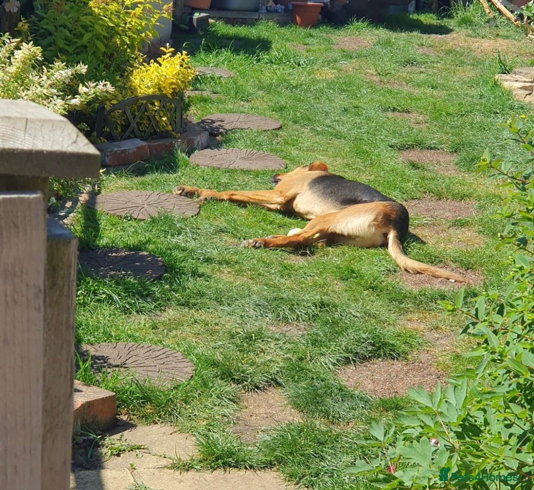Mixed Breed dogs for sale: Baxter needs loving home  - Image 8
